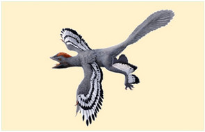 A reconstruction of the first highly detailed body outline of a feathered dinosaur with new technology
