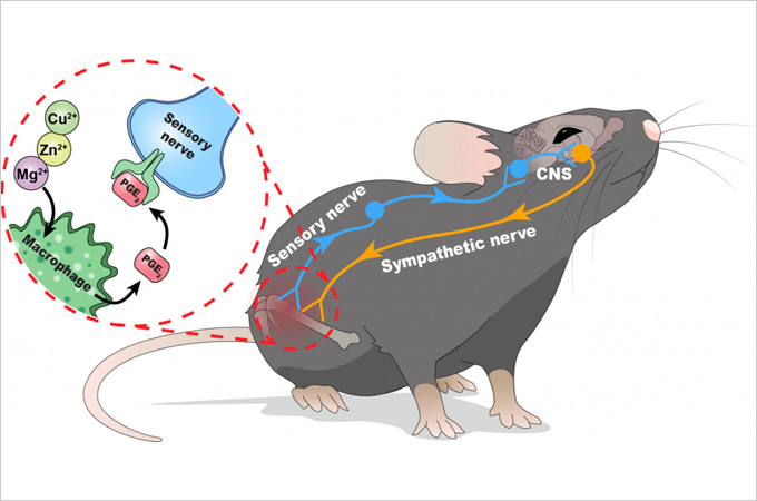 The role of central nervous system in the control of bone healing in response to stimulation of metal ions