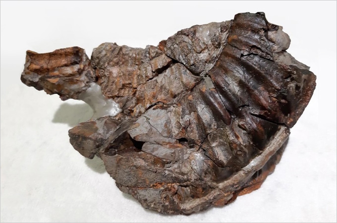 Largest fossils, dating back millions of years, discovered in Hong Kong