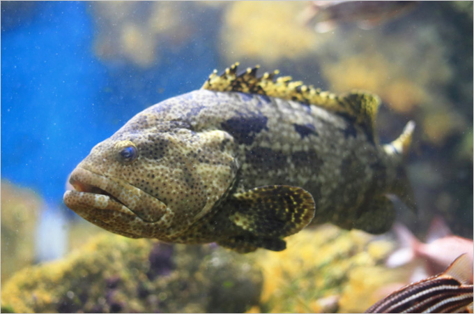 Identifying rare and endangered fish species sold in Hong Kong wet markets