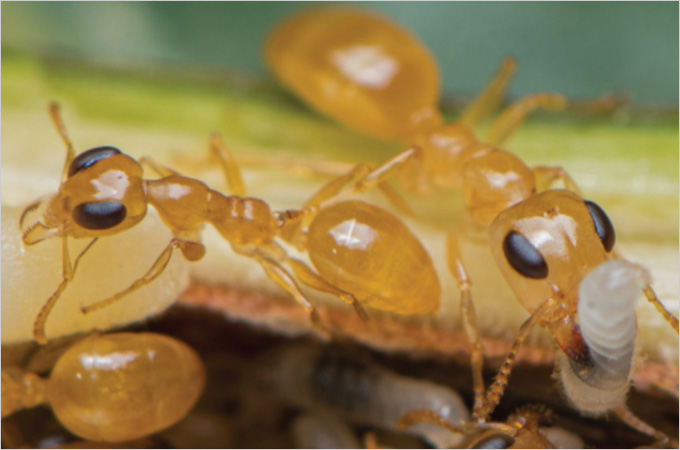 HKU initiates Global Ant Census, at least twenty quadrillion ants dominate the global ecosystems