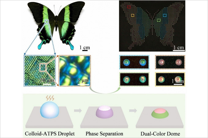 HKU-CAS researchers make key breakthrough with biomimetic dual-color domes programmable for encryption