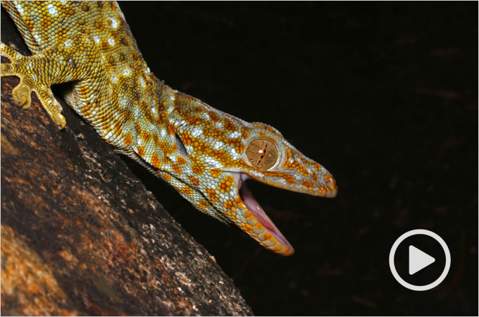 HKU ecologists find evidence that pet and medicine trades bring tokay geckos from across Asia into Hong Kong