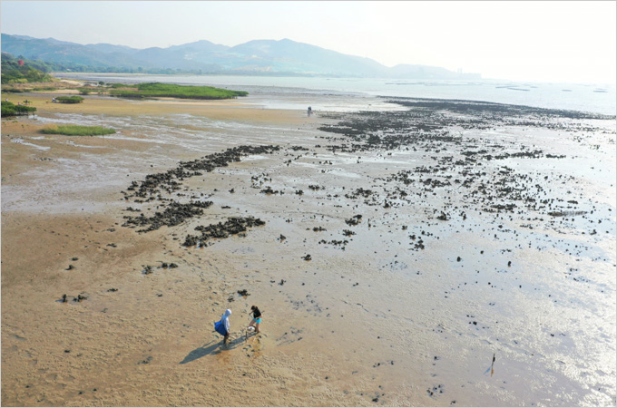 HKU Marine Scientists find that Oyster reef restoration rapidly increases marine biodiversity