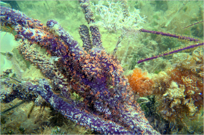 HKU marine scientists unravel the reward and punishment system in coral-algae relationship