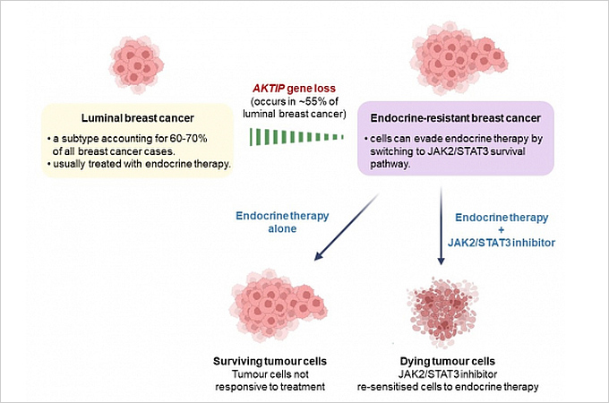 HKUMed discovers a new tumour suppressive gene which boosts personalised treatment response in breast cancer