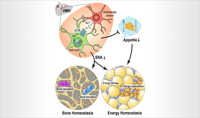 HKU Scientists unveil Significant Discovery with Potential Impact on Obesity and Osteoporosis Treatments