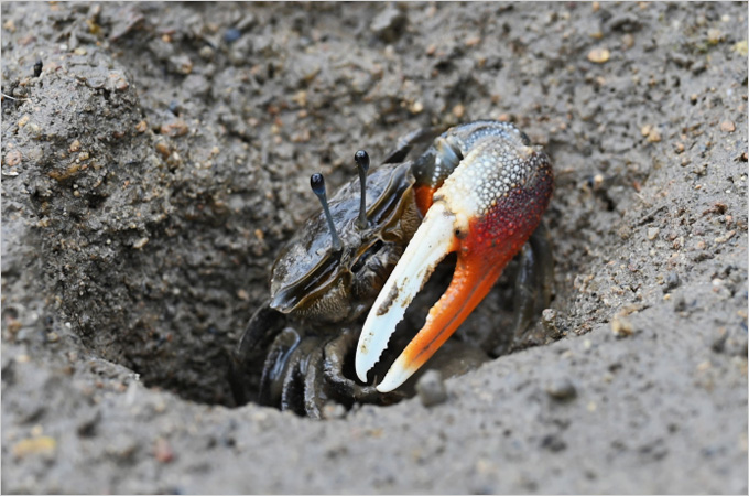 HKU ecologists discover rare fiddler crab species on Hong Kong coast highlighting the impact of climate change and coastal development