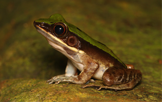 Night Safari in Lung Fu Shan